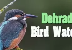 Bird Watching in Dehradun