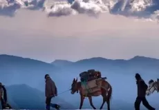 Horses carrying tents and food supplies for Brahmatal Trek