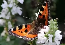 Butterfly Research Centre