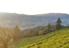 Champawat Tea Garden