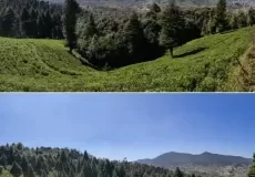 Tea Garden Champawat