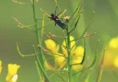 Mustard fields in Talladesh Tamli, Champawat