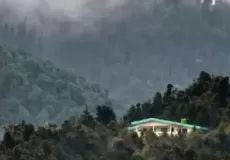 Lush Green forest around Chirbatiya