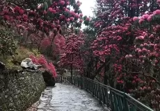 Burans Flowers or Rhododendron on the both side of Chopta - Tungnath Trek.