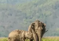 Mama and baby elephant at Jim Corbett National Park Nanita
