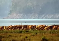 A herd of deers peacefully having their time under the sun at Jim Corbett National Park
