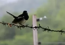 Little black bird at Corbett waiting for rain.