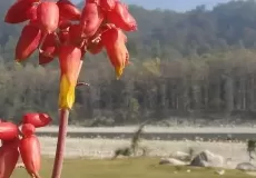 Flower on the bank of river near Jim Corbett National Park.