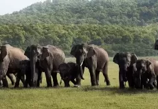 Herd of Elephants at Corbett National Park.
