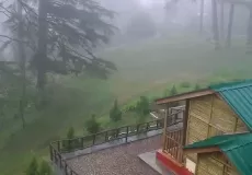 Fog in Pine Jungle of Dhanulti.