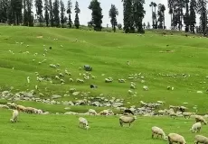 Sheep Grazing in Meadows of Doodhpathri