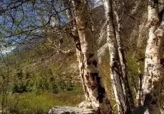 Bhojpatra trees looking past Bhagirathi peaks.The paper-like bark of the Bhojpatra tree was used in ancient times for writing Sanskrit scriptures and texts.
