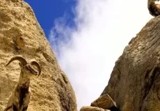 A herd of Bharal and alpha male on the highest point. En-route Gaumukh.  