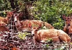 Govind Wildlife Sanctuary