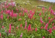 Flowers near Hemkund Lake