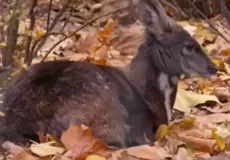 Kanchula Kharak Musk Deer Sanctuary