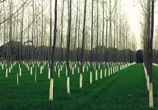 Tree farming at Kashipur, Uttarakhand