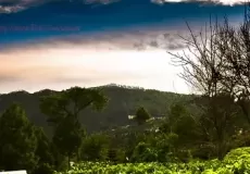 Kausani Tea Estate