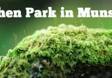 Lichen Park Munsiyari