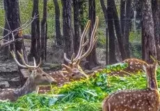 Dehradun Zoo, Malsi Deer Park