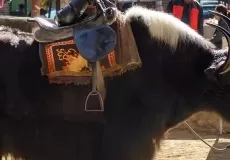 Yak ride in Manali