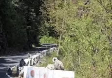 Road side spectators on Mandal-Chopta road.