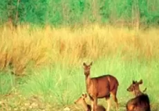 Wildlife in Nanda Devi Bio Reserve