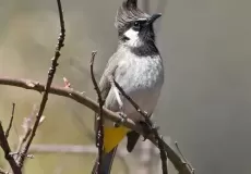 Himalayan Bulbul (Birds in Pangot_