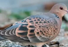 Oriental Turtle Dove