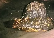 Ganesha Symbol in Patal Bhuvaneshwar