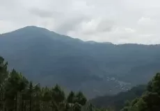 Morning view of dense green forest at Diwarkhali, Pauri Gharwal.