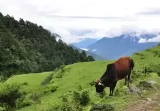 Greens fields near Pithoragarh valley.