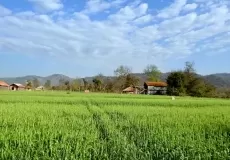 Fields and resorts on the outskirts of Ramnagar