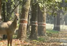 Sambar deer at Ramnagar, Uttarakhand