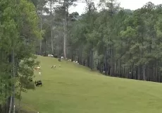 Cattles grazing at Ranikhet Golf Ground, Almora