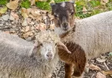 Couple Sheep -Looks like they are trained to give Poses, Enroute Roopkund Lake
