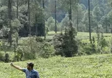 Shyamkhet Tea Garden