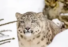 Snow Leopard Tours in Uttarakhand