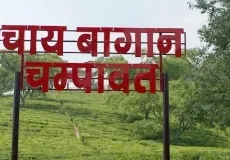Tea Garden Champawat