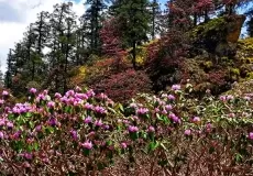 A variety of Rhododendron flowers, on the way to Tungnath.