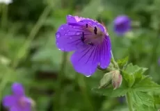 Flowers at Valley of flowers.