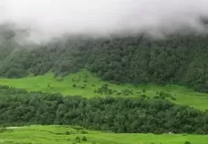 clouds engulfing the trees at valley of flowers, uttarakhand.