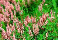 A variety of flower in full bloom on the month of August in Valley of flowers in uttarakhand