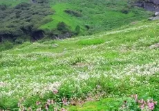 meadows of valley of flowers in Uttarakhand.